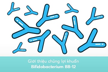 gioi-thieu-chung-Bifidobacterium Giới thiệu chủng Bifidobacterium