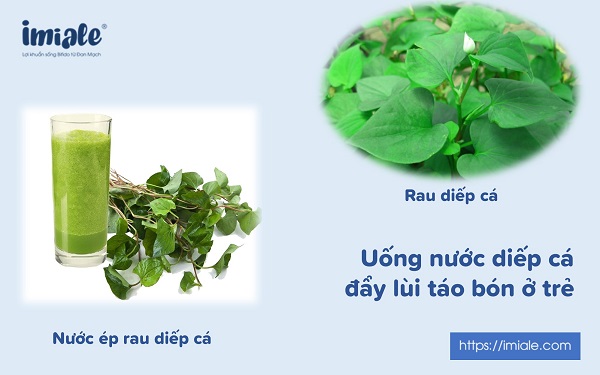 rau diep ca trị táo bón cho trẻ sơ sinh