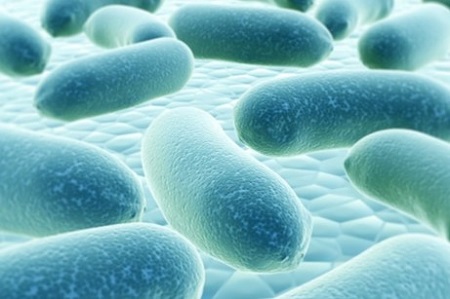 lich-su-loi-khuan lịch sử lợi khuẩn