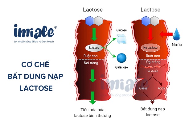 1.2. Vai trò của lactose trong cơ thể  1