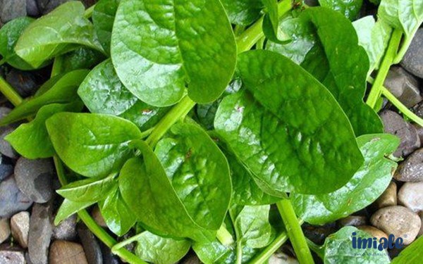 Lá mồng tơi cải thiện táo bón