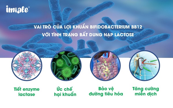 vai trò Bifidobacterium và bất dung nạp lactose