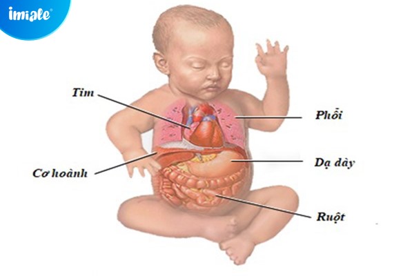 trẻ sơ sinh bị nôn trớ nhiều do dạ dày nằm ngang