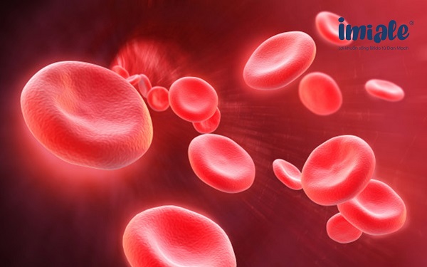 vitamin B9 giúp sản xuất hồng cầu