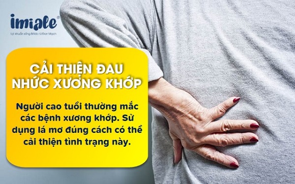 lá mơ cải thiện tình trạng đau nhức xương khớp