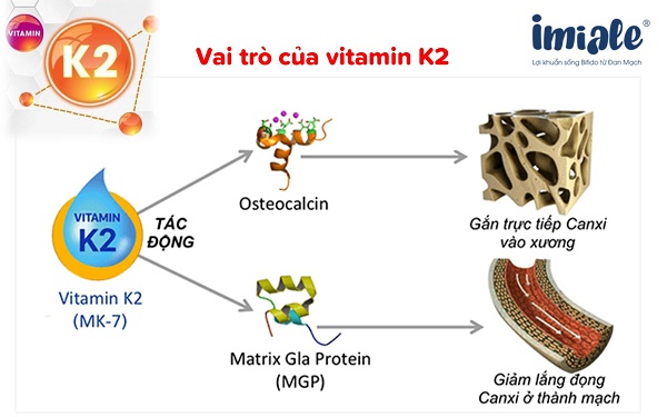 2.2. Vitamin K2 1