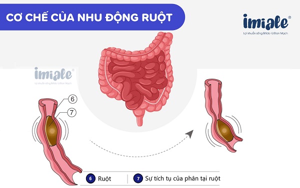 cơ chế của nhu động ruột