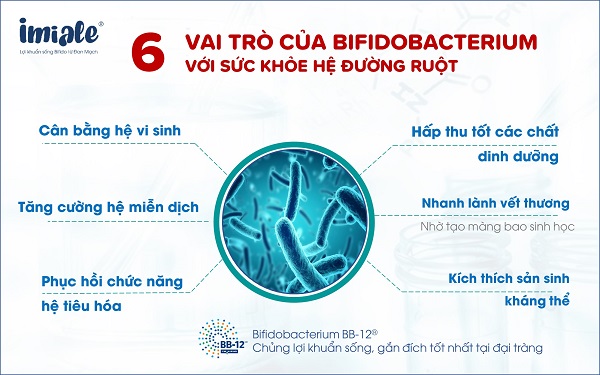 vai trò của Bifidobacterium với hệ đường ruột