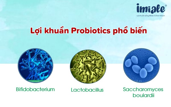 Các lợi khuẩn probiotics phổ biến