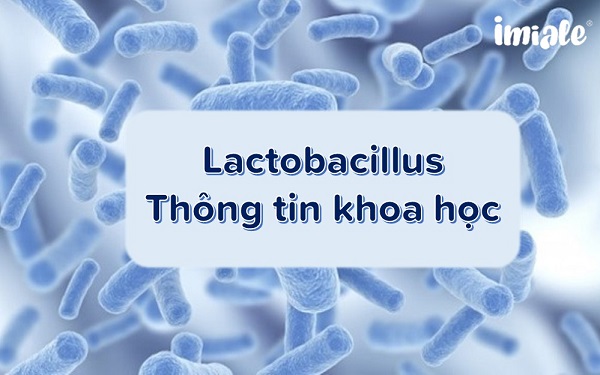 Tổng quan thông tin khoa học về chi lợi khuẩn Lactobacillus 1