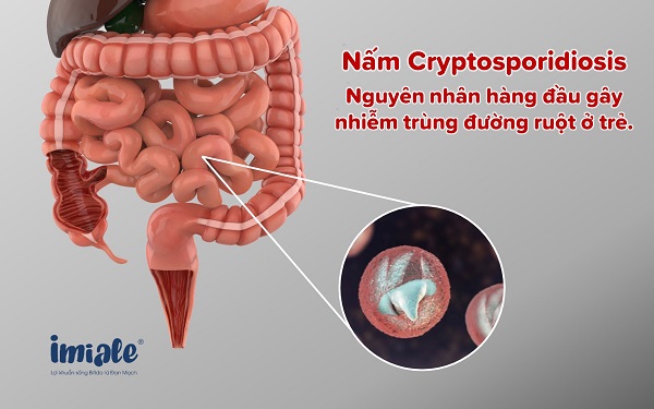 nấm Cryptosporidiosis gây nhiễm trùng đường ruột