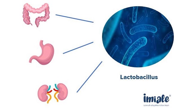 phân bố của lactobacillus trong cơ thể