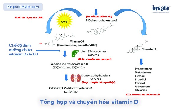 Tổng hợp và chuyển hóa vitamin D