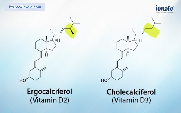 1. Vitamin D là gì? Phân loại vitamin D 1