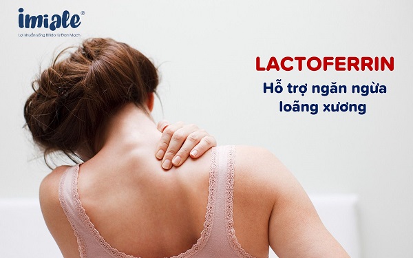 lactoferrin ngăn ngừa loãng xương