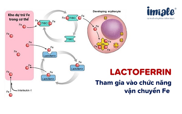 lactoferrin vận chuyển sắt