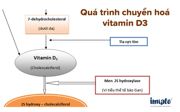 Chuyển hoá vitamin D3