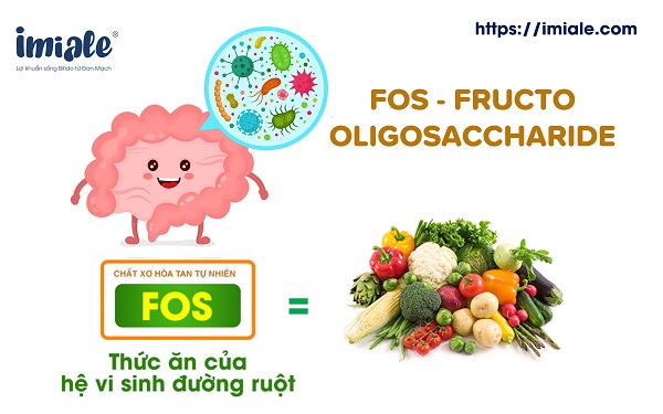 Fos - thức ăn của hệ vi sinh đường ruột