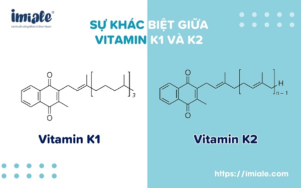 sự khác biệt giữa vitamin K1 và K2