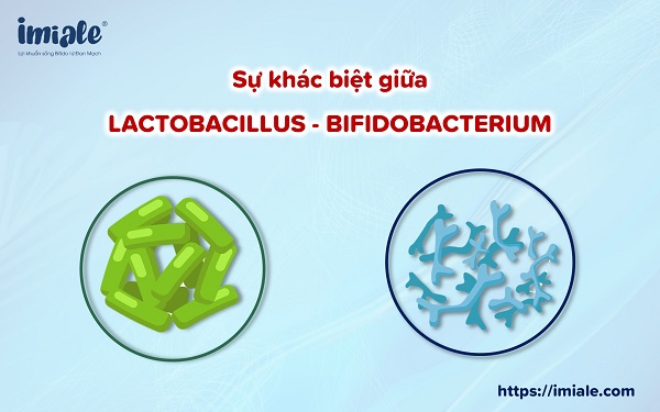 Sự khác biệt của Bifidobacterium và Lactobacillus