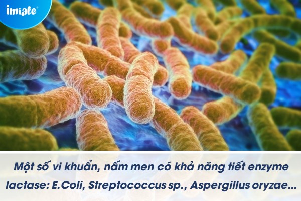 enzyme lactase nguồn gốc