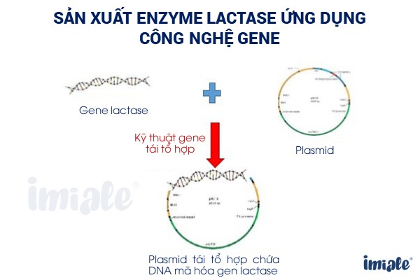 enzyme lactase sản xuất