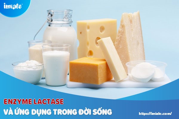 enzyme lactase và ứng dụng