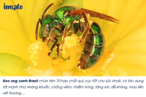 Keo ong xanh Brazil là gì?