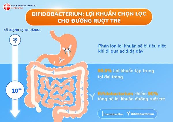 Bifidobacteirum là lợi khuẩn chọn lọc cho đường ruột trẻ