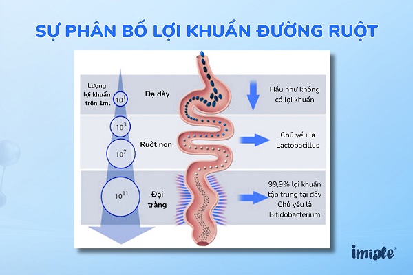 Sự phân bố lợi khuẩn đường ruột